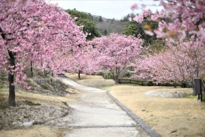 カワヅザクラ 　海の見える杜美術館3